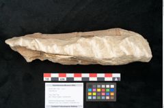 Foto (Objekt + Etikett) von Calamites sp. (NHMW-GEO-2024-0188-11189)